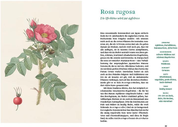 Immagine prodotto Historische Rosen (Tedesco, Sofia Cieco, Biblioteca di Stato di Berlino, 2023)
