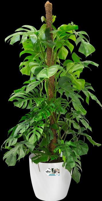 Actual product image Elho Brussels (40 cm)