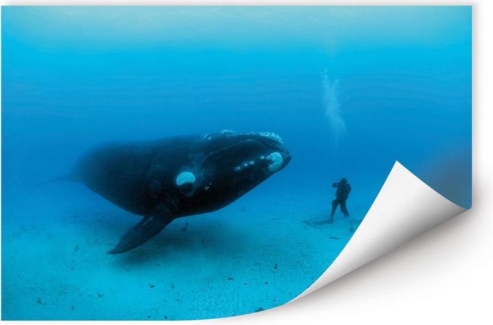 Immagine prodotto National Geographic NG Balena con subacqueo (150 x 100 cm)