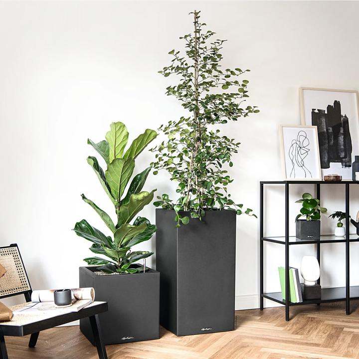 Image du produit Lechuza Canto Stone (40 cm)