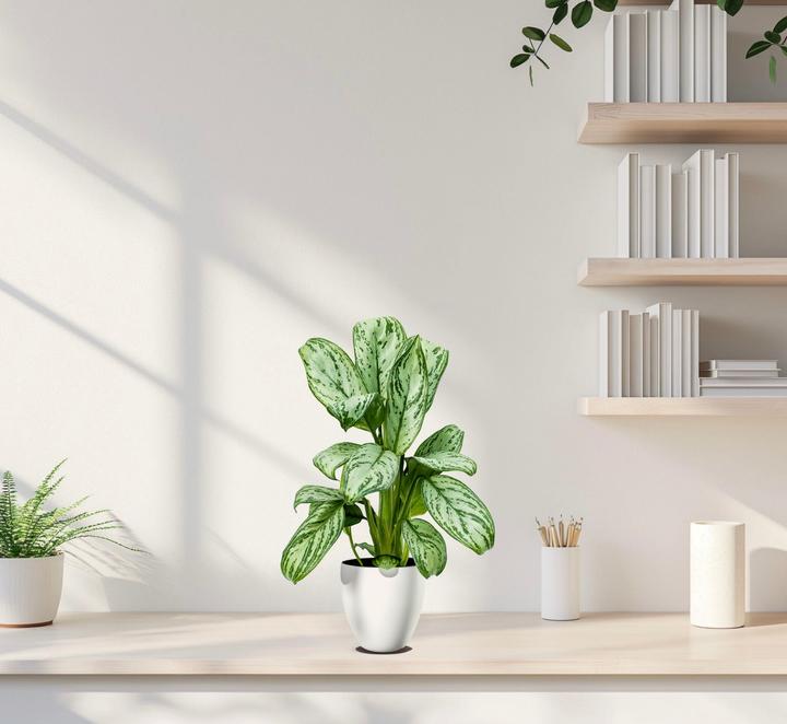 Image du produit Mahaloplants Aglaonema Maria Christina (35 cm)