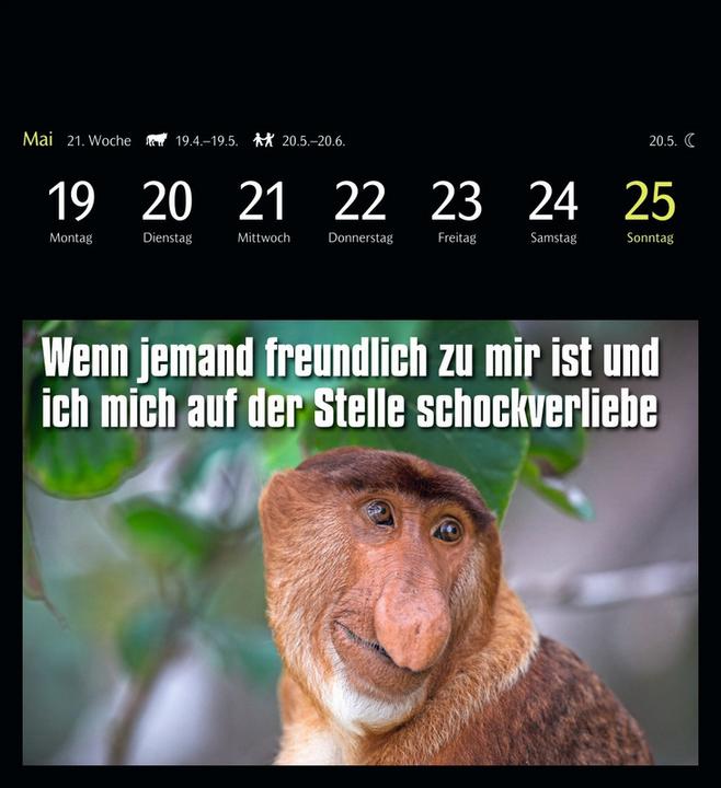 Actual product image Harenberg Animal Memes Postcard Calendar 2025 - 53 funny animal postcards (16 x 17.5 cm, No binding, English, German)