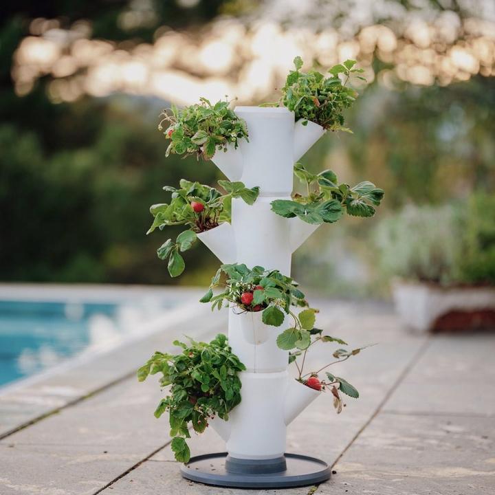 Image du produit Gusta Garden Sisi Fraise (27 cm)