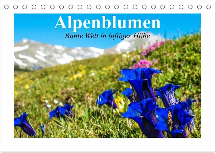 Immagine prodotto Alpenblumen. Bunte Welt in luftiger Höhe (Tischkalender 2025 DIN A5 quer), Monatskalender (A5, Tedesco)