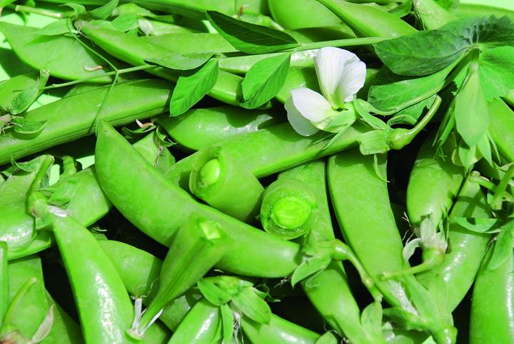 Actual product image Zollinger Bio Snap Pea, Sugar Snap (Seedlings)