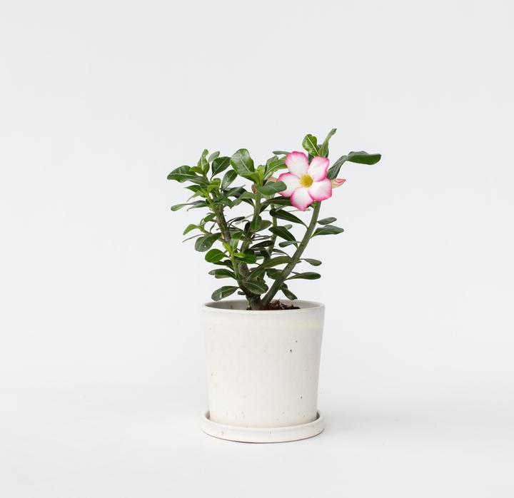 Produktbild Plant in a Box Adenium Obesum 'Pink Star' - Wüstenrose (30 cm)