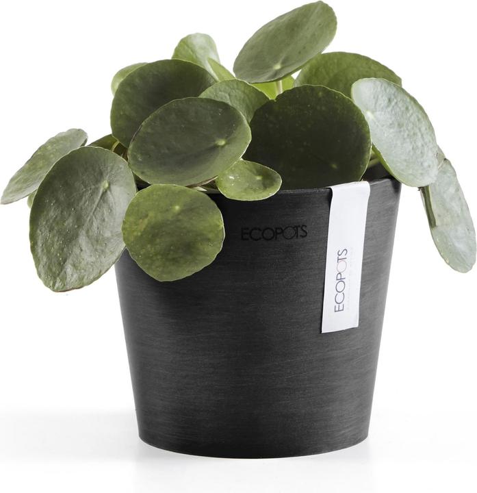 Actual product image Ecopots Amsterdam Mini (13 cm)