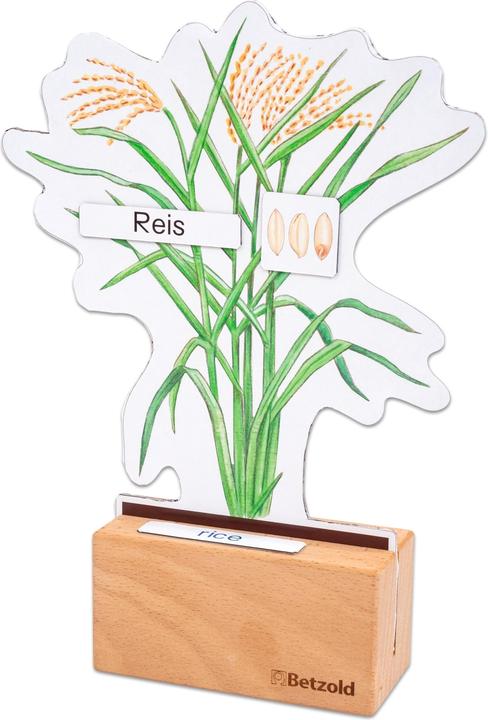 Produktbild Betzold Sparset Getreide bestimmen (Deutsch, Französisch, Englisch)
