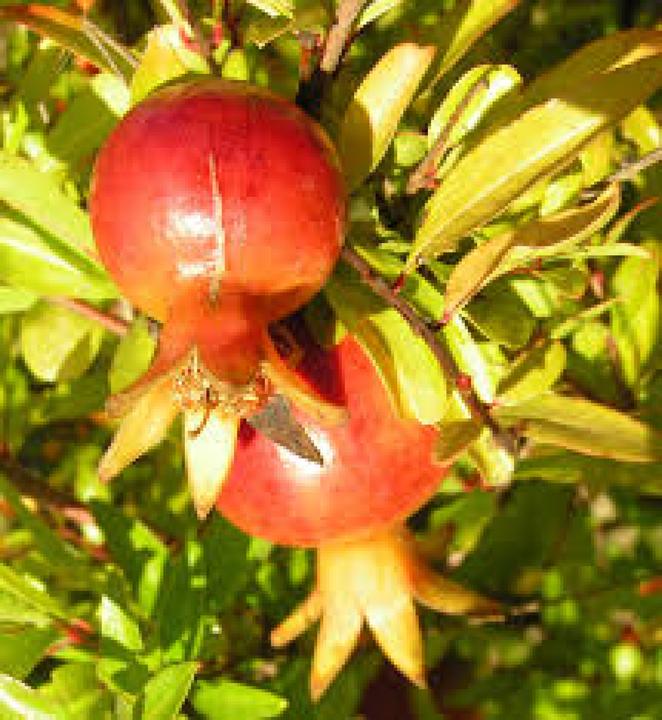Actual product image Tropica Dwarf pomegranate (Seed bombs)