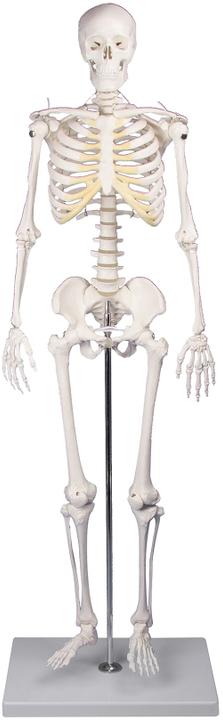 Produktbild Erler Zimmer Miniatur-Skelett Tom