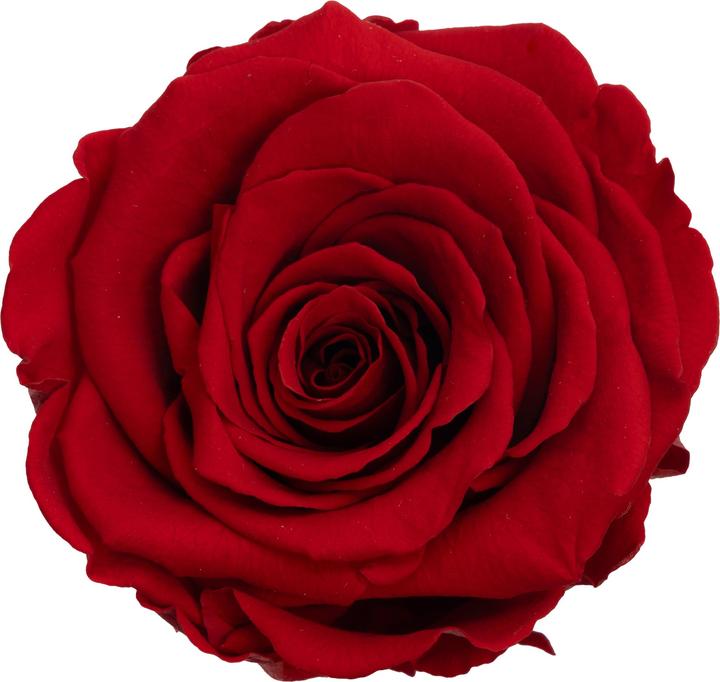Produktbild Migros Ostschweiz Premium Stielrose (Infinity Blumen)