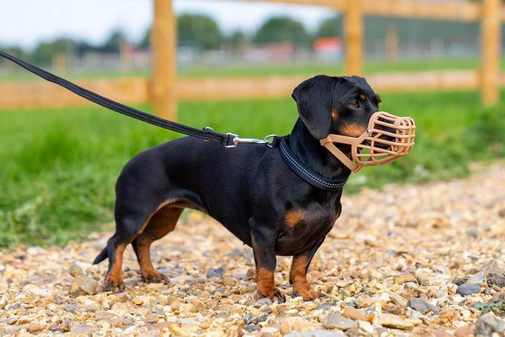Actual product image Company of Animals Classic muzzle Baskerville (Dog)