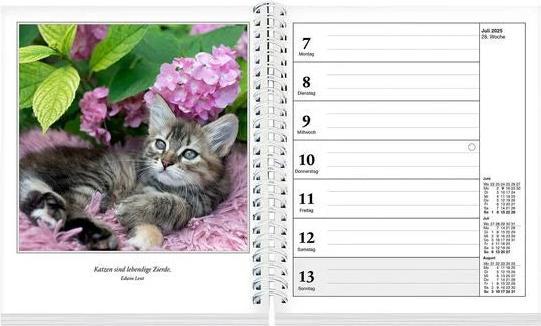 Produktbild Schmusekatzen Fotokalender 2025 (17 x 20 cm, Deutsch)