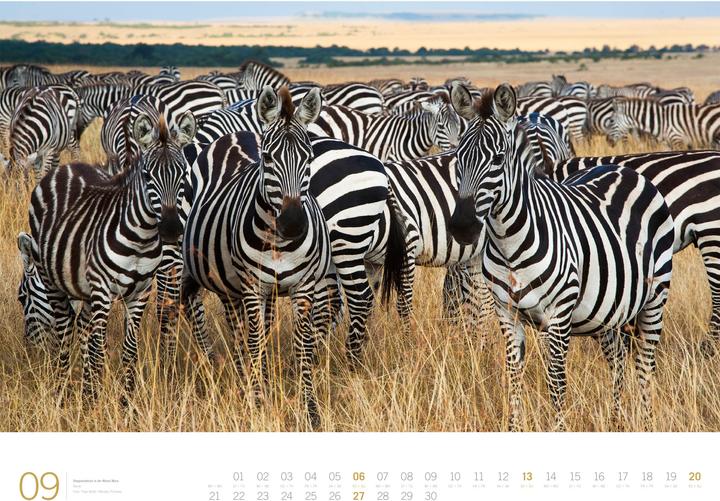 Actual product image Afrika - Gallery Kalender 2026 (66 x 50 cm, Hardcover, German, English)