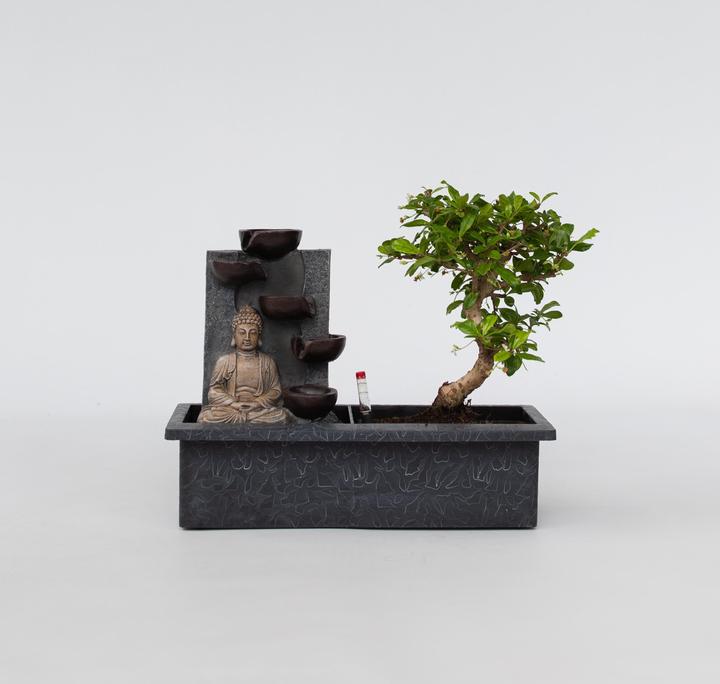 Immagine prodotto Plant in a Box Bonsai Ligustrum, Carmona, Ficus Retusa, Syzygium, Sageretia - Sistema idrico bonsai Buddha (35 cm)