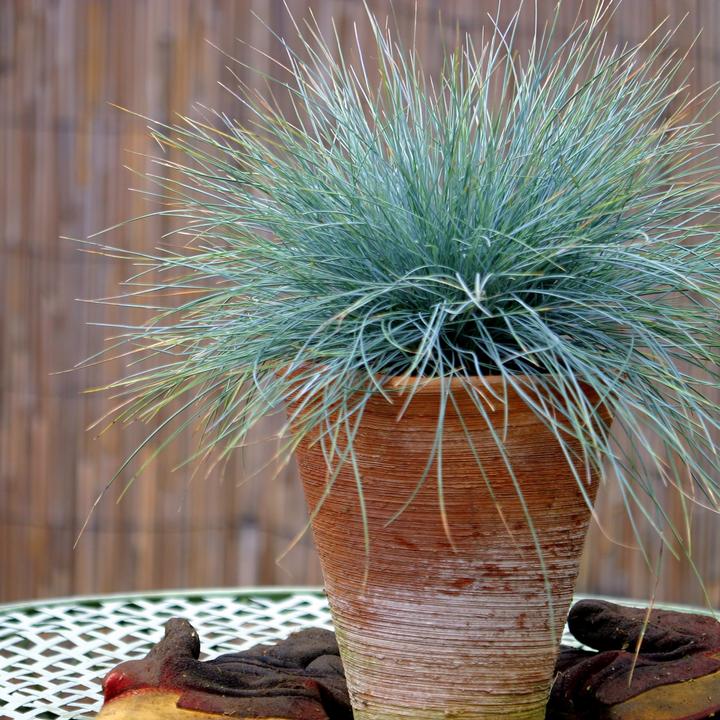 Immagine prodotto Plant in a Box Festuca glauca 'Elijah Blue' - Set di 6 Festuca blu-verde (10 cm)