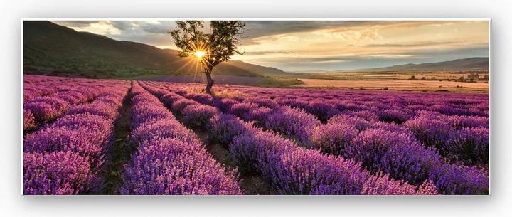 Actual product image Trenddeko Lavender blossom in Provence - Panorama 01 (80 x 30 cm)
