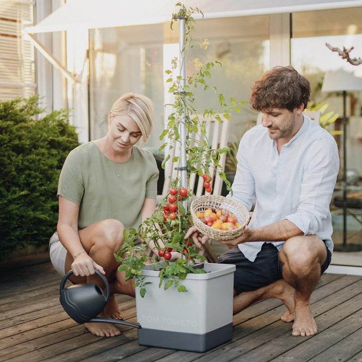 Image du produit Gusta Garden Tom Tomato (35 cm)