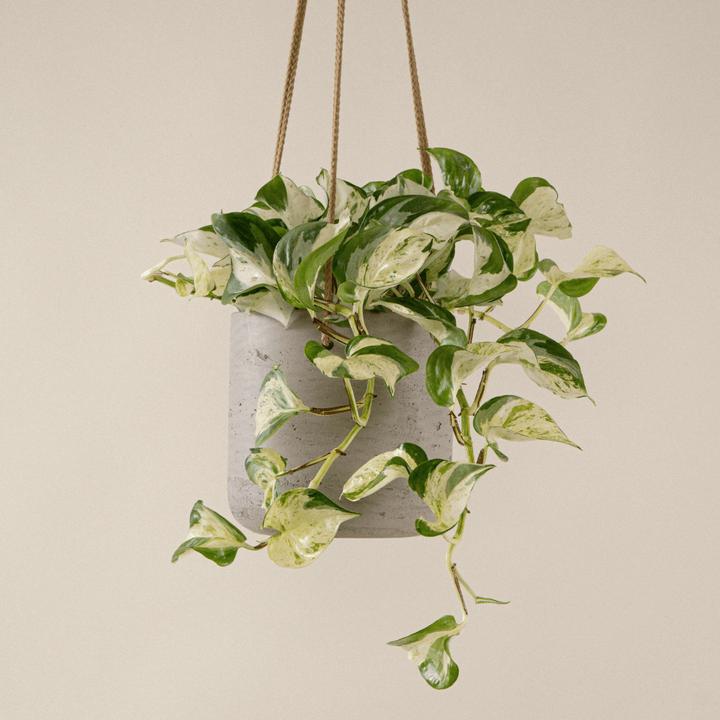 Produktbild Mary and Plants Efeutute Happy Leaf HAY Schwarz (35 cm)