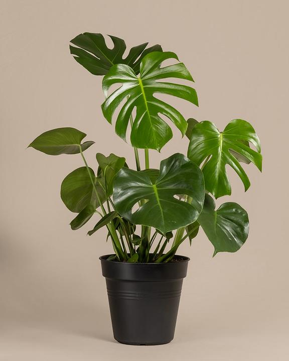 feey Large Monstera (65 cm, Freshly repotted)