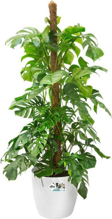 Actual product image Elho Brussels (40 cm)