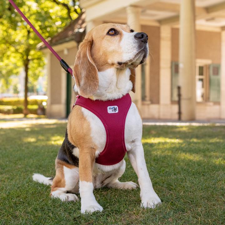 Productafbeelding Curli Harnas Vest Air-Mesh 2XS, Robijn (XXS, Hond, Algemeen)