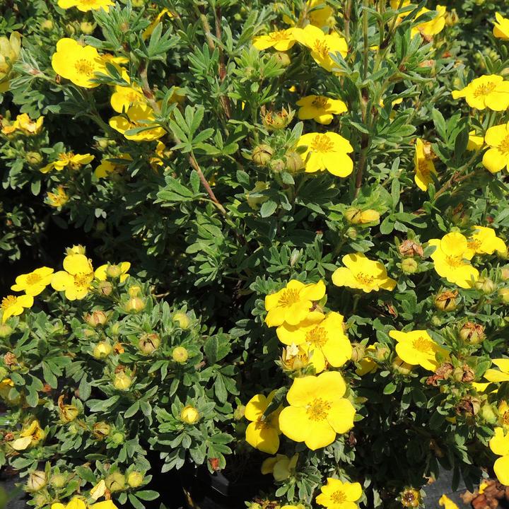 Produktbild Zulauf Fingerstrauch / Potentilla fruticosa 'Sommerflor' (80 cm)