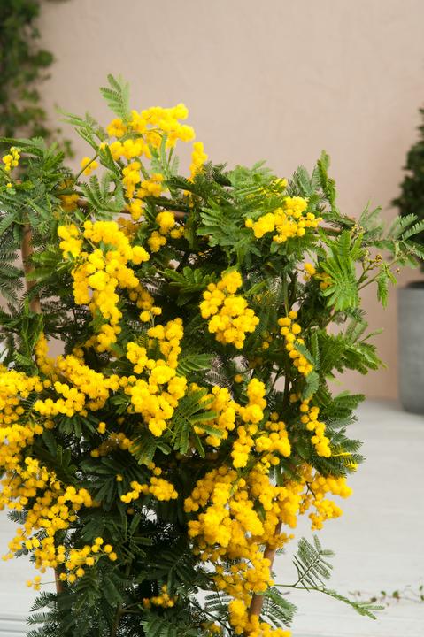 Produktbild Plant in a Box Acacia dealbata Mimosa - Mimosen 3er Set (40 cm)