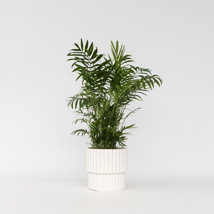 Immagine prodotto Plant in a Box Chamaedorea elegans - Palma di montagna (50 cm)