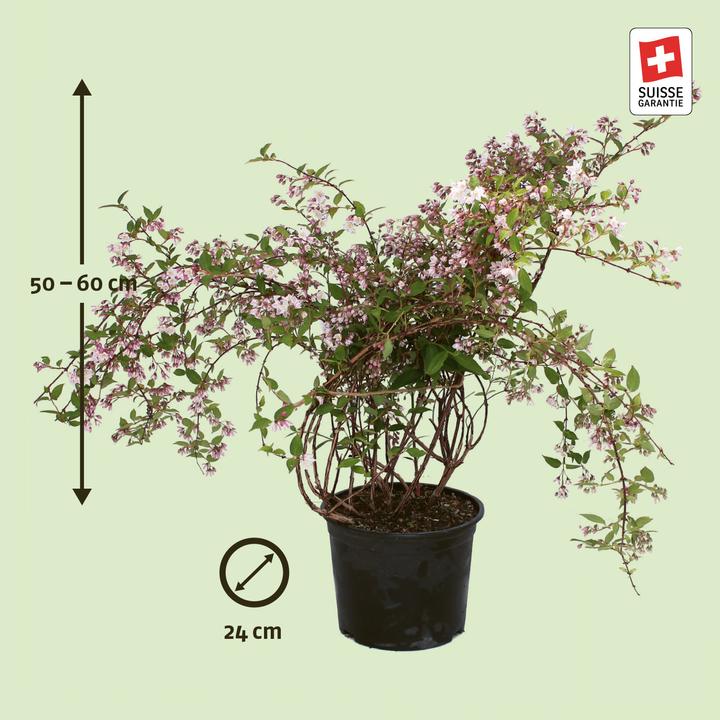 Immagine prodotto Zulauf Kalmien-Deutzie / Deutzia purp. 'Kalmiiflora' (60 cm)