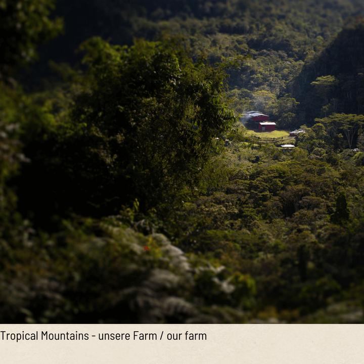 Actual product image Tropical Mountains Angelito (1000 g, Light roast)