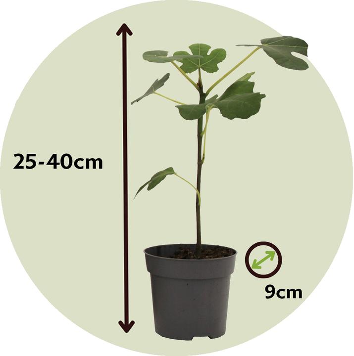 Image du produit Plant in a Box Citrus calamondin, citrus limon, ficus carica, olea - Set de 4 arbres fruitiers méditerranéens (25 cm)