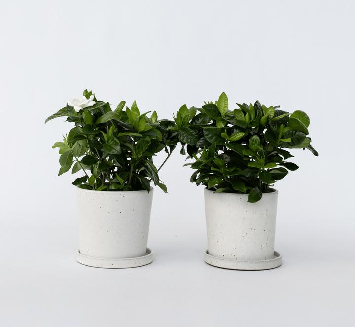 Actual product image Plant in a Box Gardenia Jasminoides (20 cm)