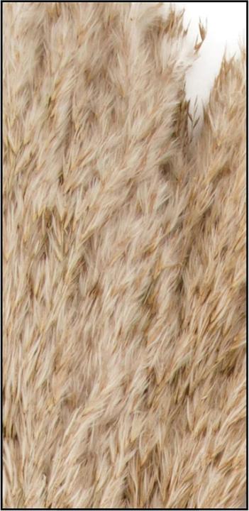 Immagine prodotto Natura Punto Erba della pampa (Erba della pampa)
