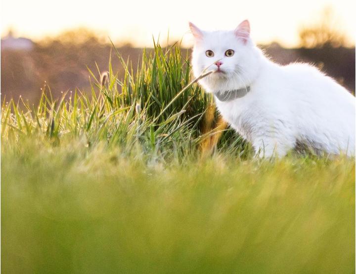 Image du produit Tractive Cat Tracker GPS LTE (Chat, Général)