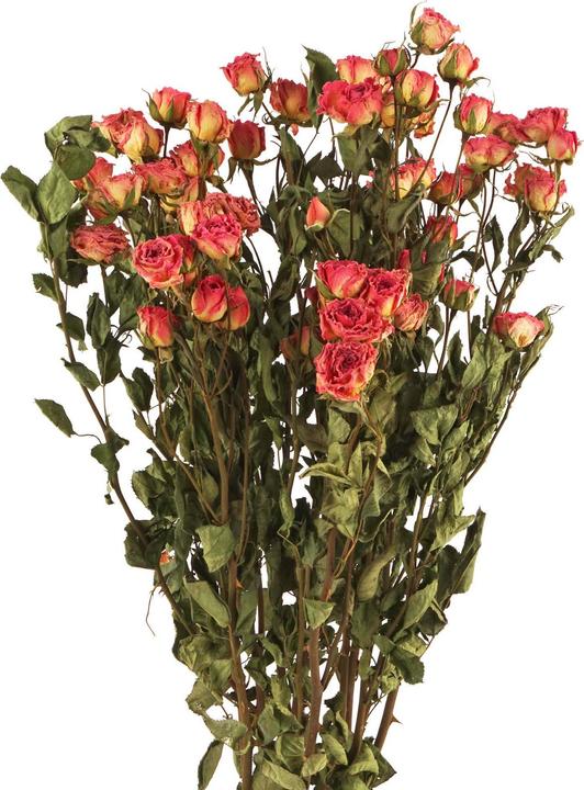 Immagine prodotto Geschenkkörbe CH Rose ramificate, fiori secchi, rosa naturale (Fiori secchi)