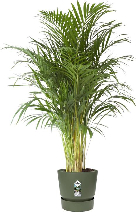 Actual product image Elho Greenville (39 cm)