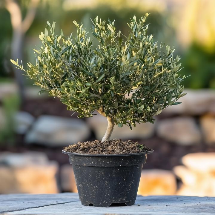 Image du produit Plant in a Box Olea Europaea - Olivier Bonsaï en coupe (40 cm)