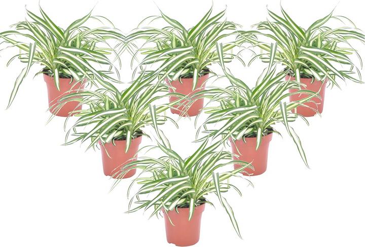 Image du produit Plant in a Box Chlorophytum comosum 'Atlantic' - Lot de 6 lis verts (25 cm)