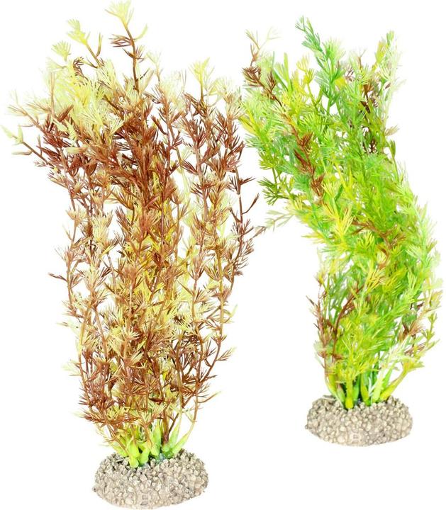 Actual product image EBI Aqua Della Plant Egeria Densa Set M (Flora)
