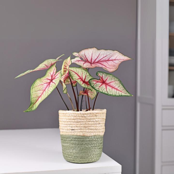 Produktbild Plant in a Box Caladium Carolyn Whorton - (25 cm)