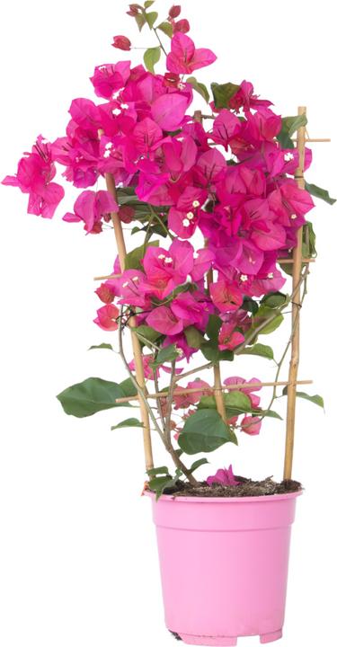 Plant in a Box Bougainvillea (50 cm)