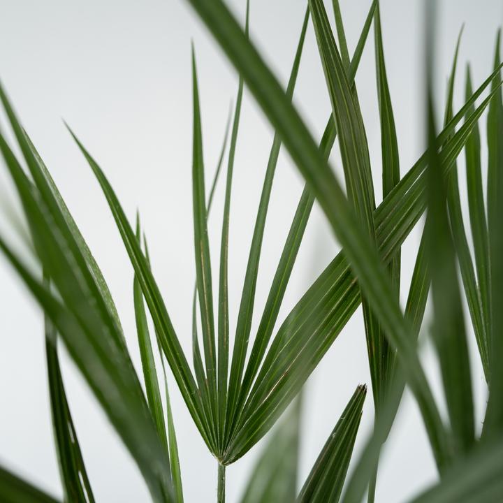 Image du produit Plant in a Box Chamaerops Humilis - Palmier nain (80 cm)