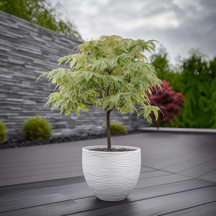Image du produit Plant in a Box Acer palmatum 'Ukigumo' - Japanischer Ahorn (50 cm)