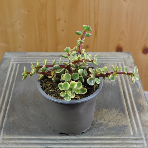 Immagine prodotto Säntispracht L'albero della pancetta variegata - Portulacaria afra Variegata (80 cm)