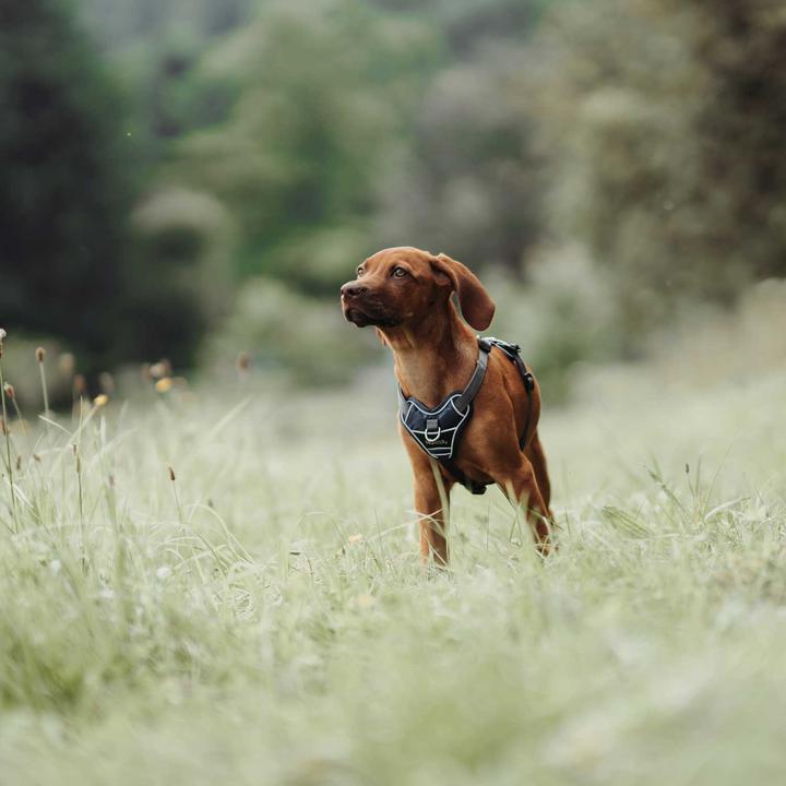 Produktbild Hunter Geschirr Divo (L, Hund, Allgemein)