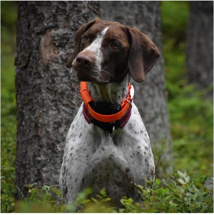 Immagine prodotto Dogtrace Localizzatore per cani GPS X20 (Taglia unica, Cane)