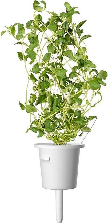 Image du produit Click and Grow Semences de marjolaine (Graines de légumes)
