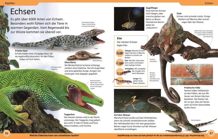 Actual product image DK Kinderlexikon Tiere (German, DK Verlag - Kids, 2023)