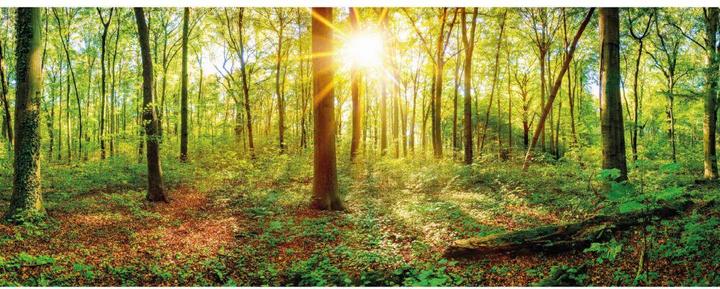 Image du produit Trenddeko Au coeur de la forêt (288 x 350 cm)